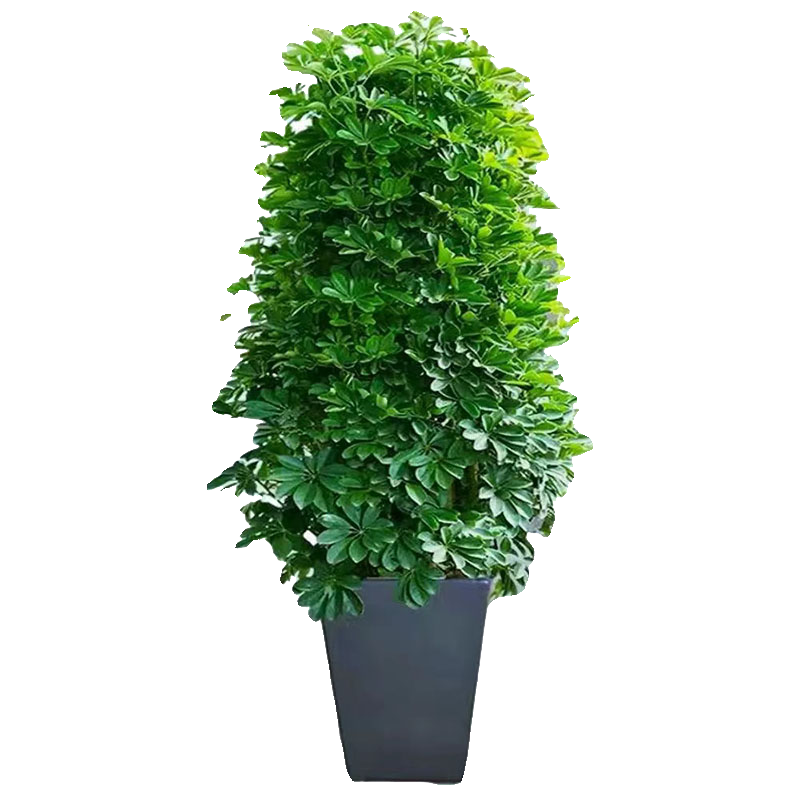 【包成活】鸭脚木客厅大型盆栽八方来财阳台绿植招财树苗净化空气,淘宝优惠券,粉丝福利购,淘宝优惠卷