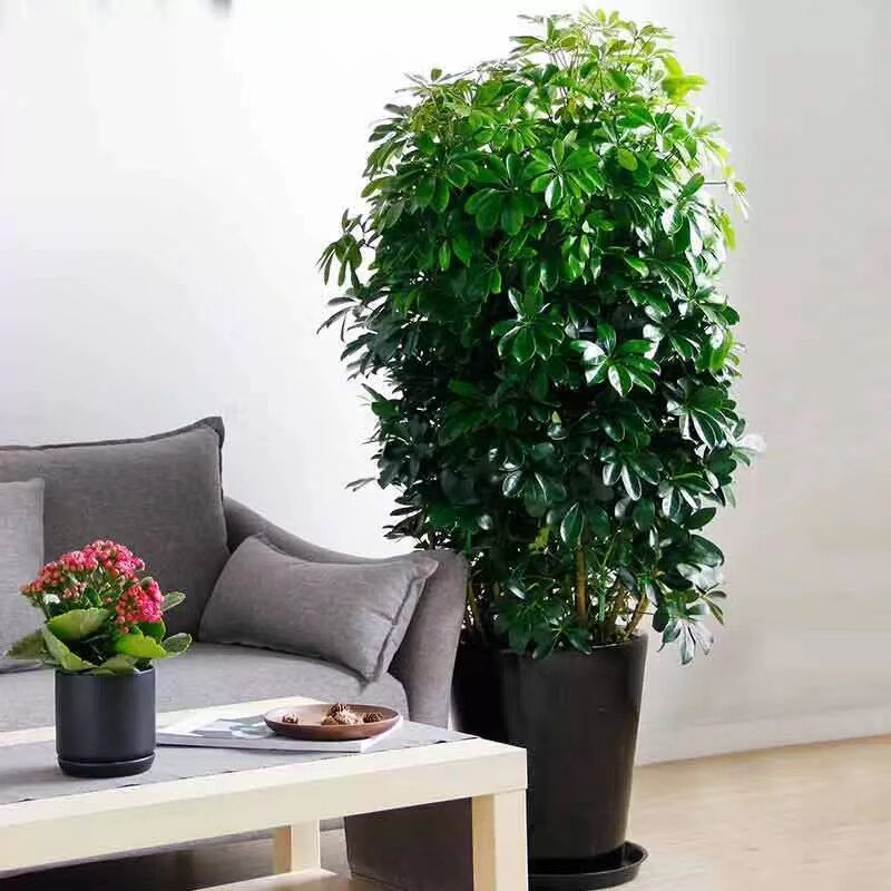 【包成活】鸭脚木客厅大型盆栽八方来财阳台绿植招财树苗净化空气,淘宝优惠券,粉丝福利购,淘宝优惠卷