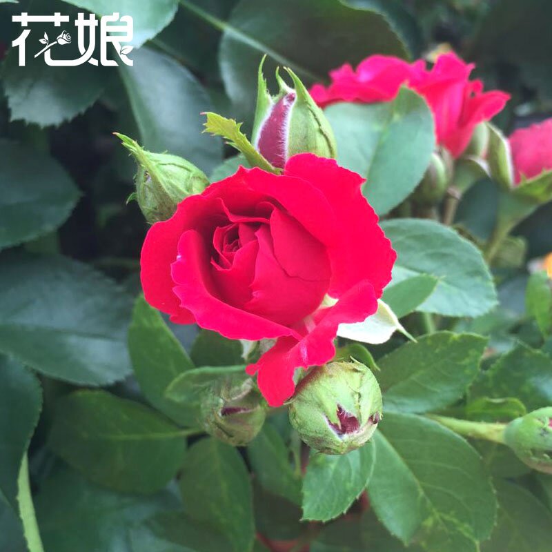 蔷藤台盆开四院花庭物蔷大红藤苗硕鲁花季薇栽苗多阳植薇爬本 轩易家居馆 淘优券