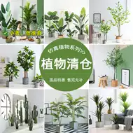 生态植物盆景 新人首单立减十元 21年9月 淘宝海外