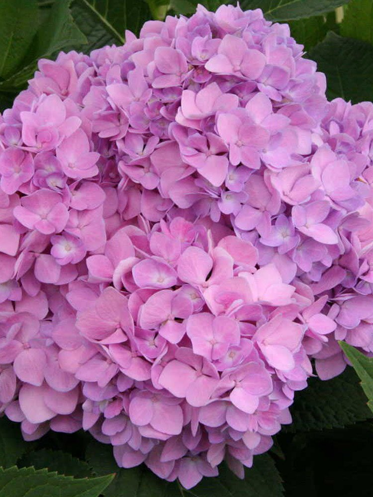 绣球花苗老桩大小苗盆栽带花无尽夏石灰灯花手鞠贝那安娜乔木绣 洁岁企业店的小店 淘优券