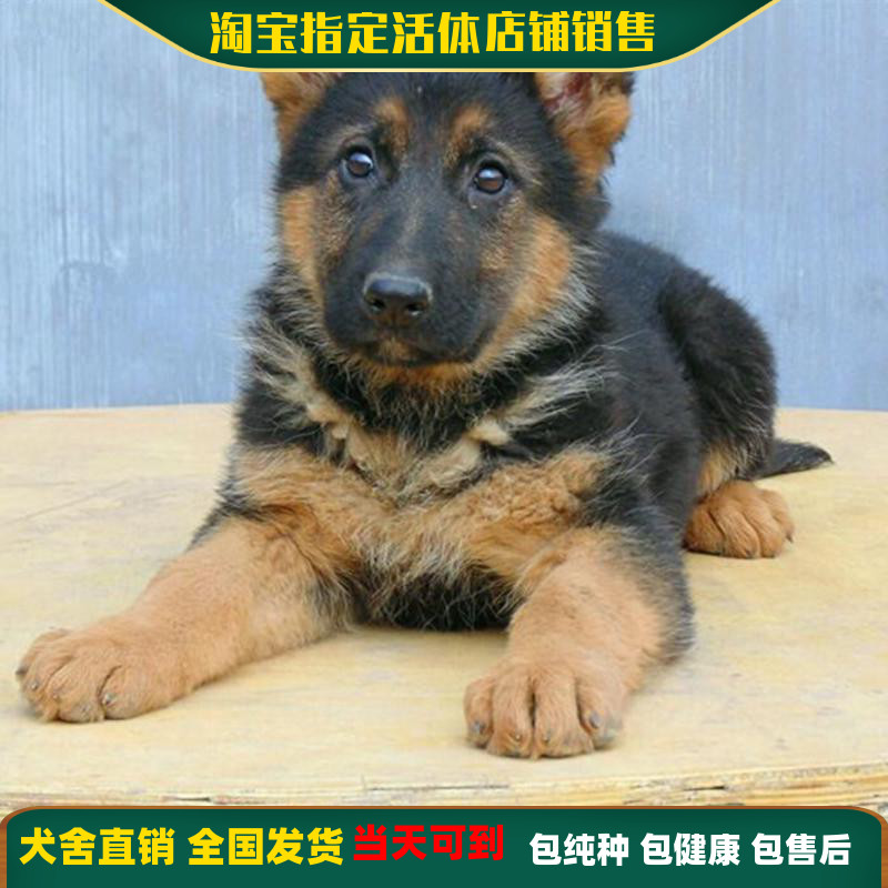 i居家无偿领养纯种德幼牧羊犬国犬活体黑M背警犬大型犬小狗狼家用 - 图0