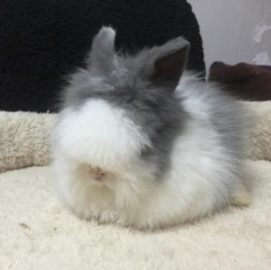 怎么挑选盖脸猫猫兔,千万别养猫猫兔,猫猫兔怎么看品相_大山谷图库