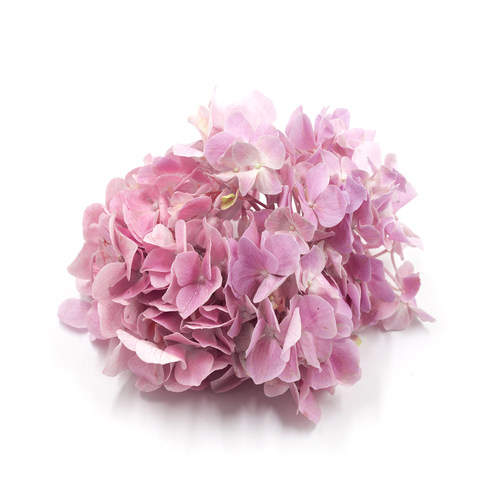 粉绣球花 新鲜花卉 摆盘花草 西餐酒店私房菜创意菜品搭配装饰 - 图0