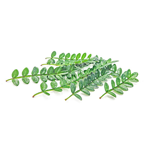 新鲜胡椒木清香木叶子烘焙甜品蛋糕装饰点缀餐厅摆盘造型花草 - 图3