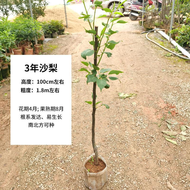 沙梨树苗优良嫁接庭院盆栽黄花梨果树苗山岭地栽南北方种植果苗-图1