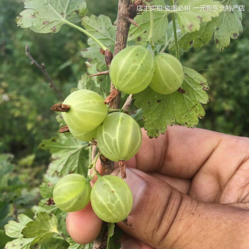 灯笼果苗东北红醋栗果树苗盆栽地栽南北方种植当年结果绿色红色 - 图3