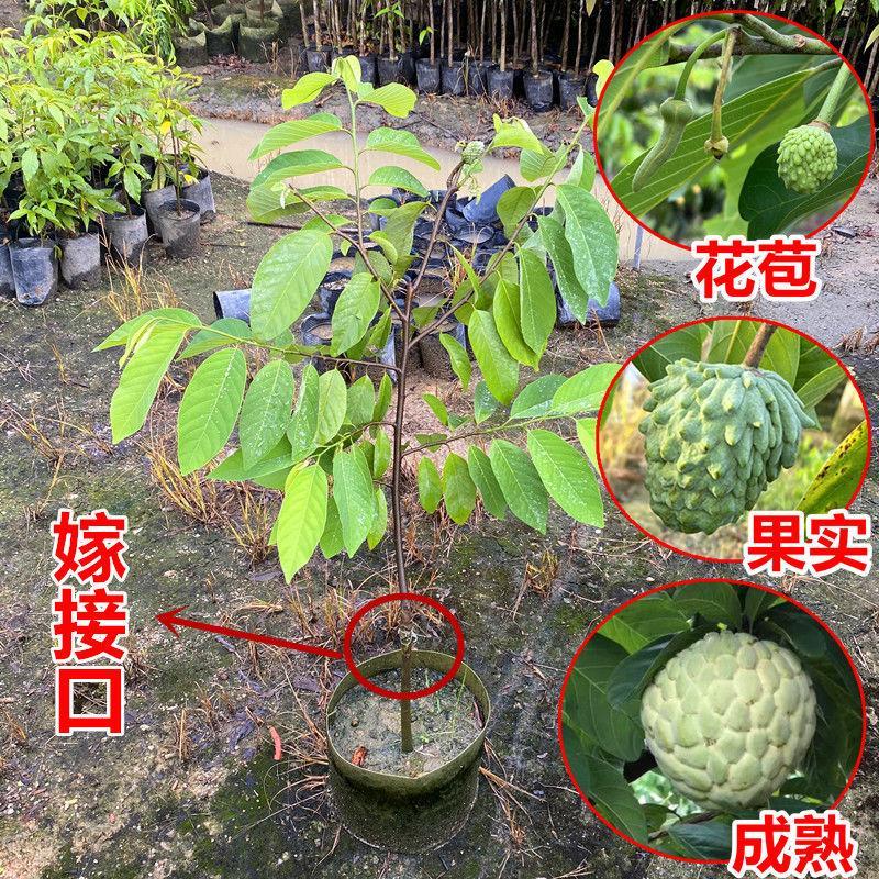 台湾凤梨释迦果苗 释迦果树苗 嫁接苗佛陀果番荔枝苗南方当年结果 - 图0