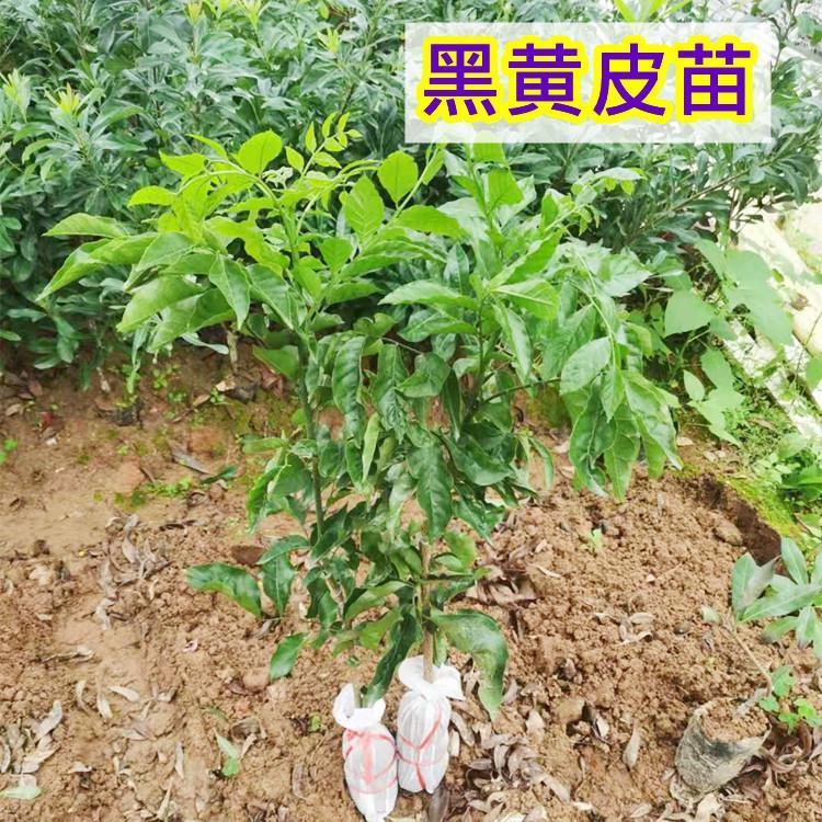 黄皮苗无籽黄皮大鸡心黄皮南方水果树苗盆栽庭院观赏植物广西包邮 - 图3