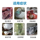 Airuimu Sandangjing Голубь Salmonella E. coli enteritis Enteritis Природные растения безопаснее