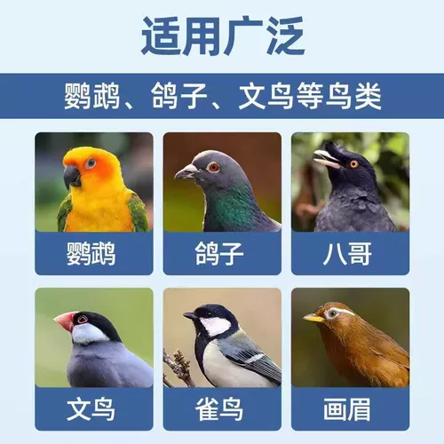 Airuimu Sandangjing Голубь Salmonella E. coli enteritis Enteritis Природные растения безопаснее