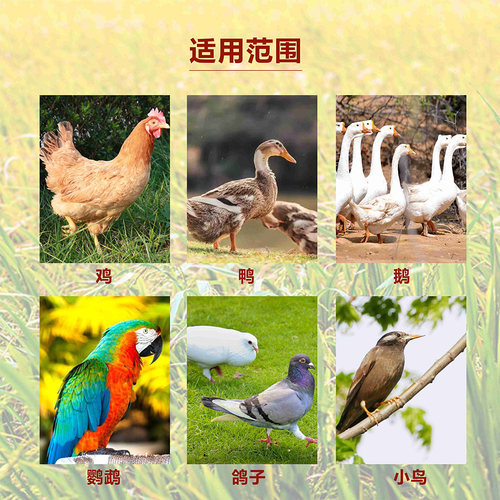 带壳稻谷喂鸡鸭鹅鸽子鸟食散养禽类当季水稻种饲料宠物用新原粮 - 图2