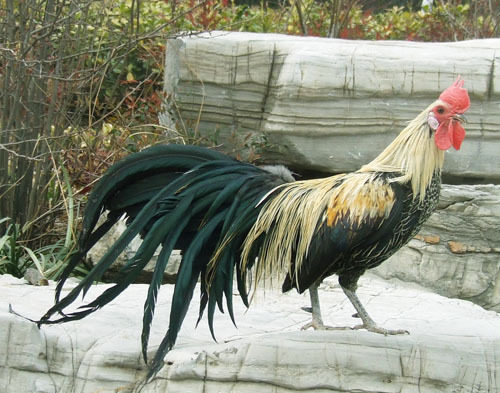 纯种长尾鸡种蛋混搭颜色长尾观赏鸡可孵化受精种蛋宠物鸡苗