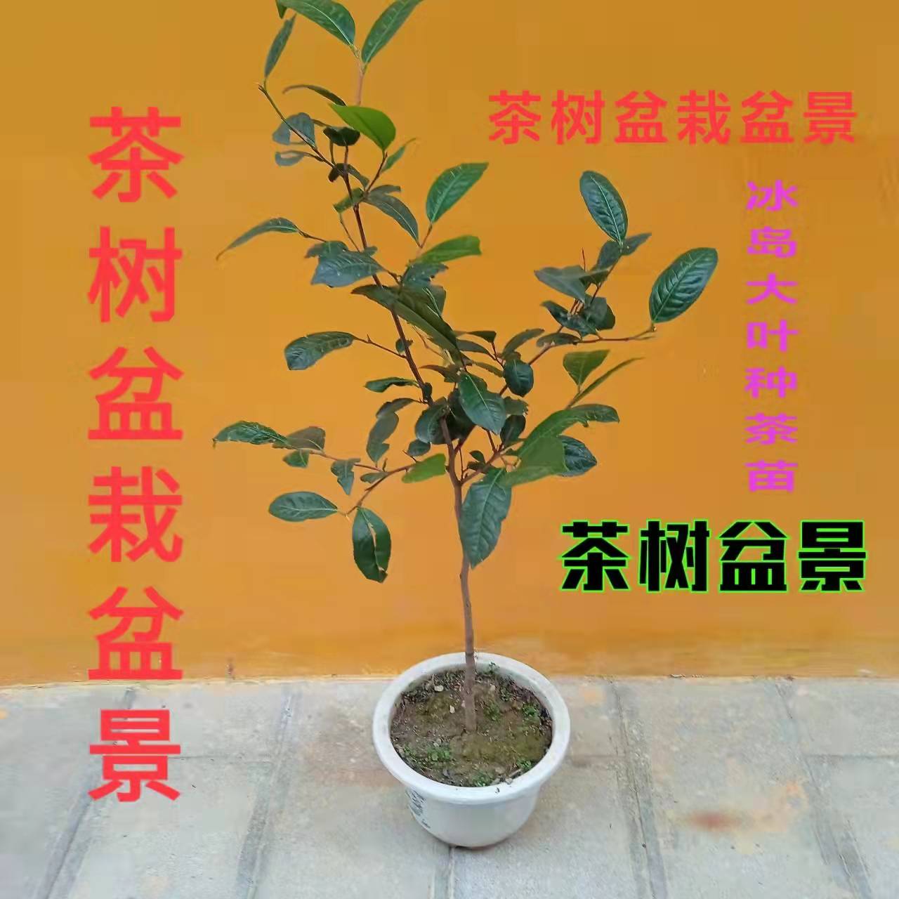 四年冰岛昔归班章普洱茶树苗大叶种茶苗大叶茶苗绿植茶树盆栽盆景 - 图2