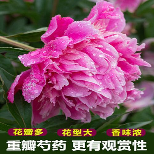 重瓣芍药根块花苗四季播种带芽大根块种球御前表演芍药多年生花卉 - 图2