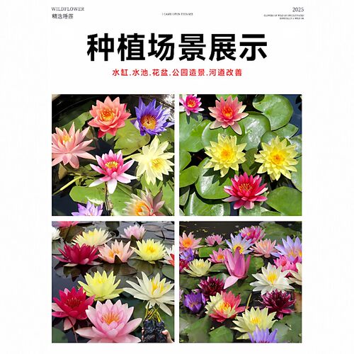 睡莲水培植物带花苞四季水养荷花水莲花盆栽花卉水池塘大睡莲根块 - 图3