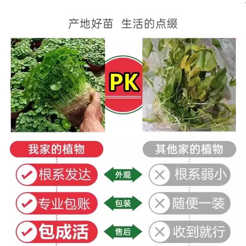 带叶铜钱草小绿植水培植物四季好养土培室内盆栽大叶金钱草铜钱草 - 图1