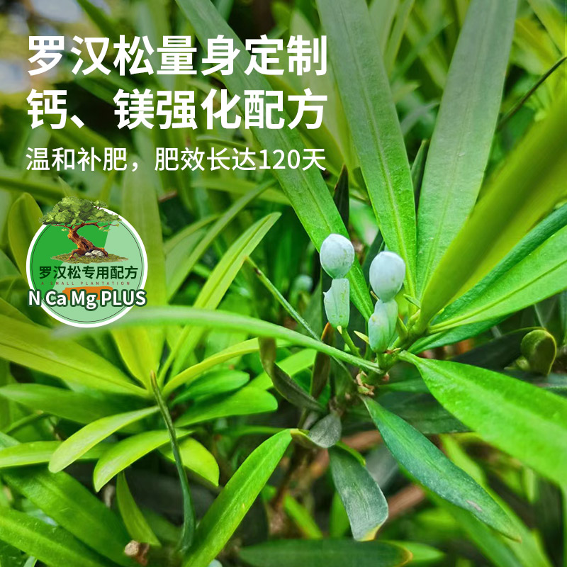 罗汉松肥料专用肥营养液泰山松雀舌四季大阪松树盆景通用型盆栽肥 - 图1