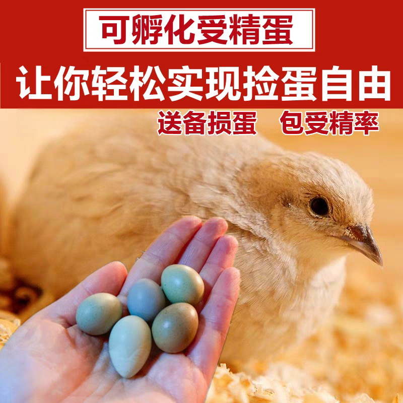 宠物鸡可孵化受精种蛋迷你网红芦丁鸡纯白礼服瓦灰受精卵卢丁鸡蛋,淘宝优惠券,粉丝福利购,淘宝优惠卷