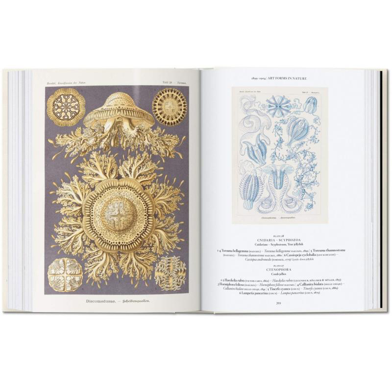 ERNST HAECKEL   恩斯特海克尔放射者 自然生物动植物手绘手稿艺术画册 原版进口图书 - 图0