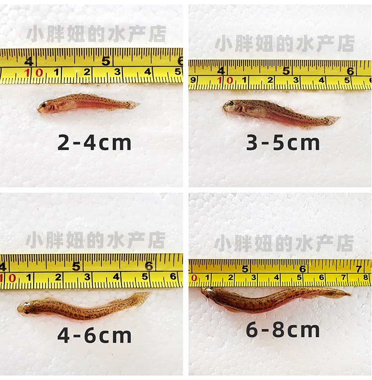 台湾小泥鳅苗鲜活苗乌龟龙鱼虎鱼草鱼黑鱼活体饲料鱼筏钓淡水鱼苗 - 图3