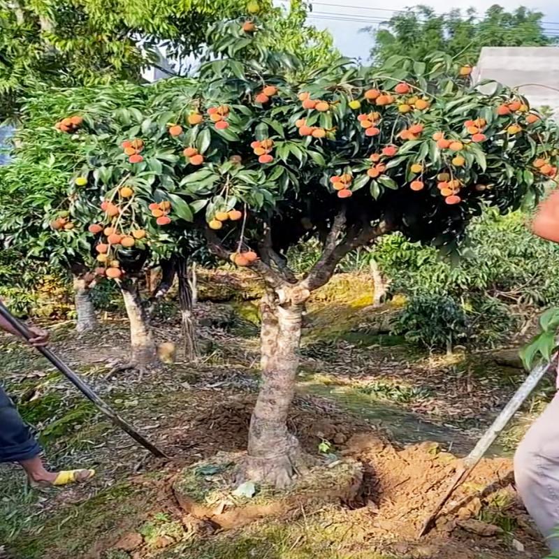 嫁接荔枝树苗无核荔枝苗树妃子笑桂味冰荔枝树苖盆栽地栽当年结果-图3