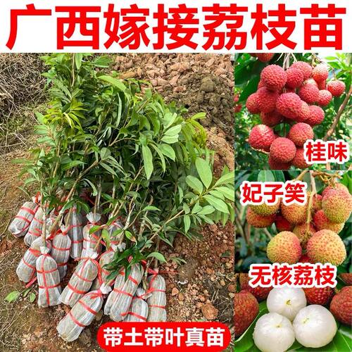 嫁接荔枝树苗无核桂味妃子笑荔枝树大苗四季荔枝树苖南方当年结果 - 图2