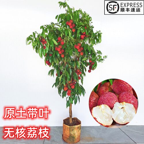 嫁接荔枝树苗无核桂味妃子笑荔枝树大苗四季荔枝树苖南方当年结果 - 图0