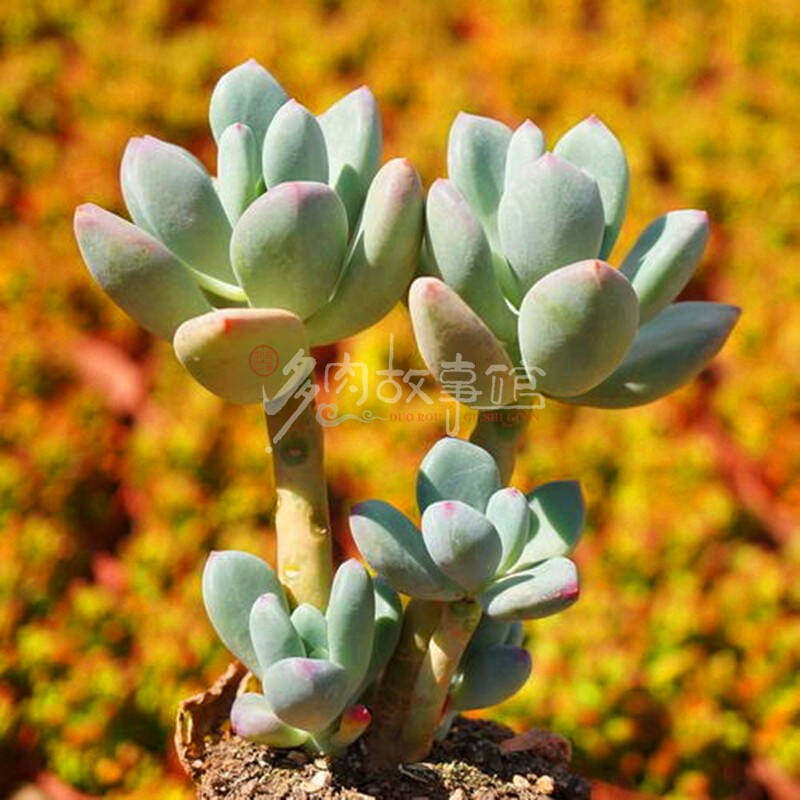 多肉植物 3.星美人 抜き苗