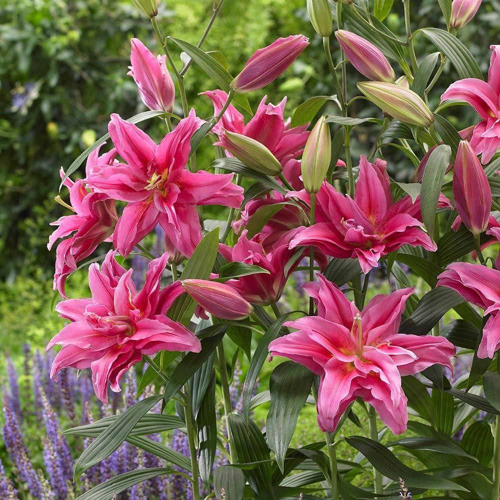 百合种球香水百合花种球带芽大球百合种子花卉植物室内盆栽多年生-图0