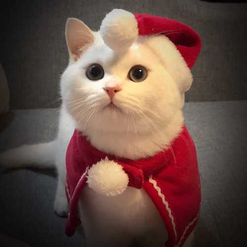 猫咪圣诞帽子围巾围脖狗狗新年装扮头套斗篷披风头饰宠物衣服-图0