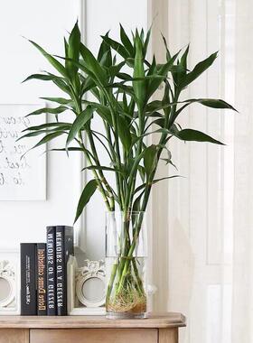 简约加厚落地玻璃花瓶透明插花水养马醉木水培富贵竹直筒客厅摆件