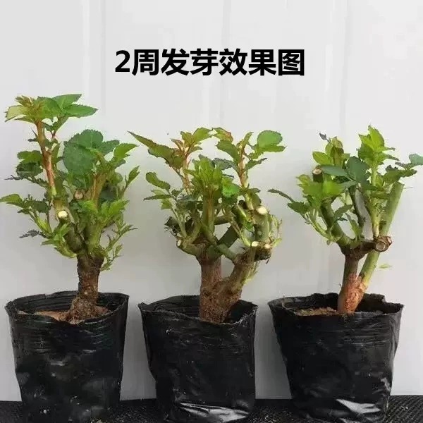 5棵9.9元玫瑰花苗老桩月季特大植物室内外盆栽阳台四季开花卉不断 - 图0