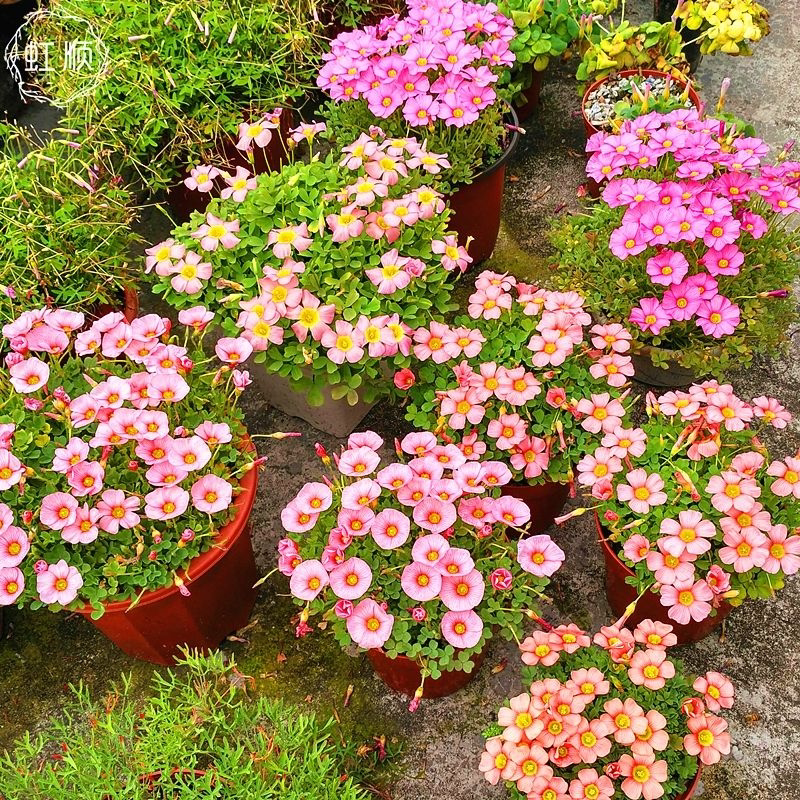 保证常年开花 红花醡浆草种球多年生庭院花卉植物阳台盆栽易活 老苗园艺鲜花用品店 淘优券
