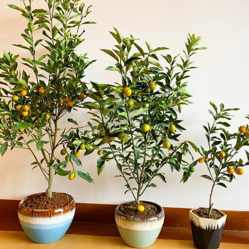带果金桔盆栽树苗四季果树食用小金桔子苗脆皮金橘招财果室内植物 - 图1