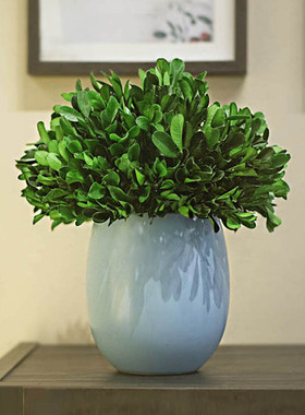 驱蚊植物装饰摆件家居饰品