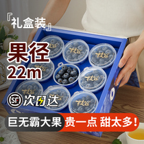 Peruvian Spot Blueberry Small Sloth Cup Blueberry Fresh Fruit Gift Box Crisp Sweet Super Energy Cup Fresh Pregnant pregnant Fruit Shunfeng