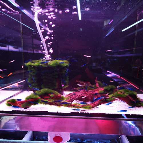 观赏虾套餐黑壳蓝宝石除藻虾冷水虾清洁虾活体虾宠物虾极火虾金背 - 图2