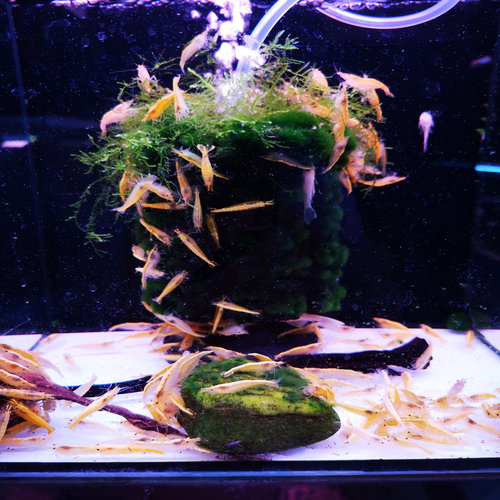 观赏虾套餐黑壳蓝宝石除藻虾冷水虾清洁虾活体虾宠物虾极火虾金背 - 图1
