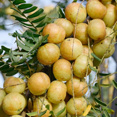 潮汕甜种油柑果现摘油甘果新鲜余甘子牛甘果柿饼甜油柑农家酸水果 - 图0