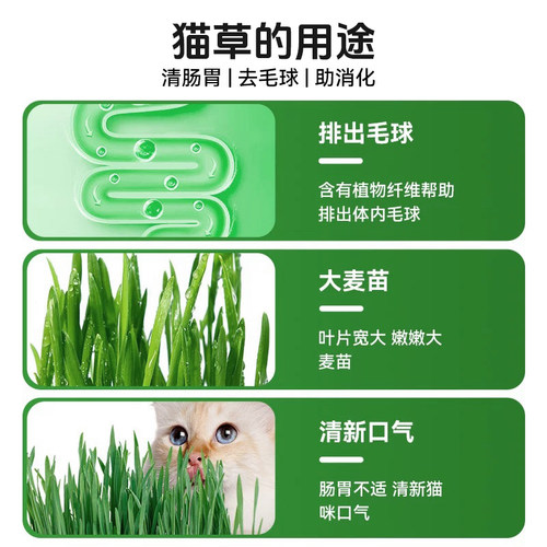 宠奇拉鲜嫩猫草土培盆栽种植助化毛片懒人水培盆子猫薄荷猫咪零食 - 图0