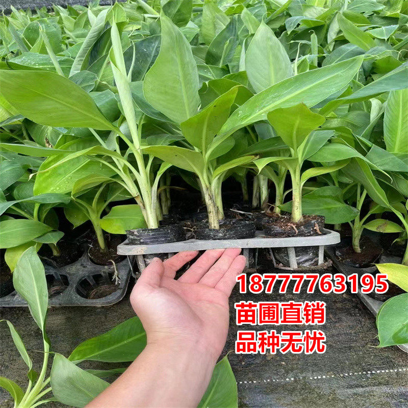 皇帝蕉树苗芭蕉树小米蕉苗粉蕉皇帝焦西贡蕉红蕉中蕉9号带土阳台,淘宝优惠券,粉丝福利购,淘宝优惠卷