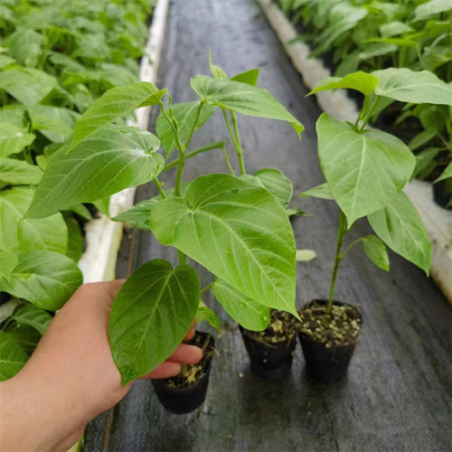 新品种哥伦比亚热情果苗纯甜不酸南方果树苗庭院阳台盆栽地栽常绿 - 图2
