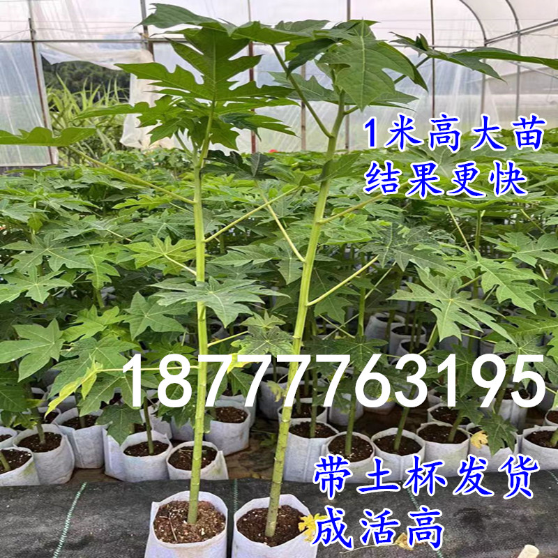 黄金木瓜红肉水果木瓜苗树四季矮化红心木瓜果苗南方种植当年结果-图0