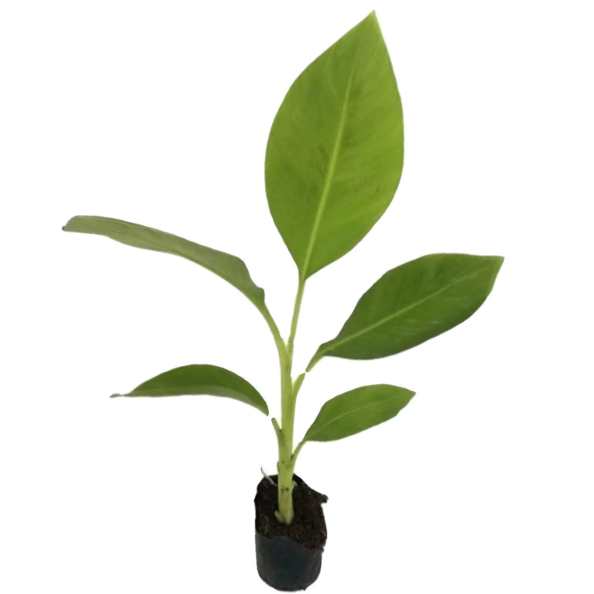 皇帝蕉树苗芭蕉树小米蕉苗粉蕉皇帝焦西贡蕉红蕉中蕉9号带土阳台,淘宝优惠券,粉丝福利购,淘宝优惠卷