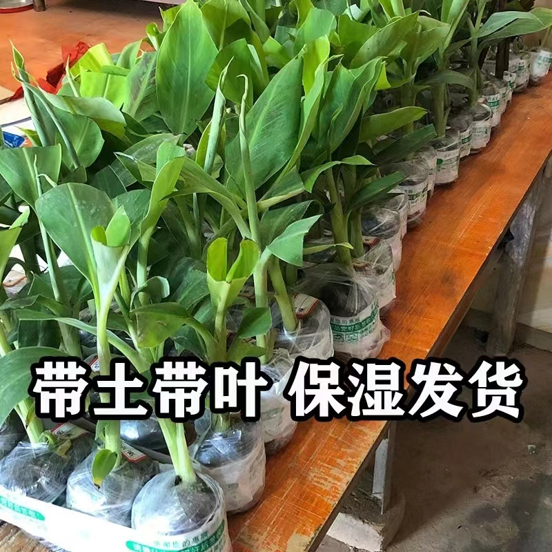 香蕉树苗中蕉9号香蕉苗当年结果产量高矮化香蕉树阳台庭院盆栽树 - 图0