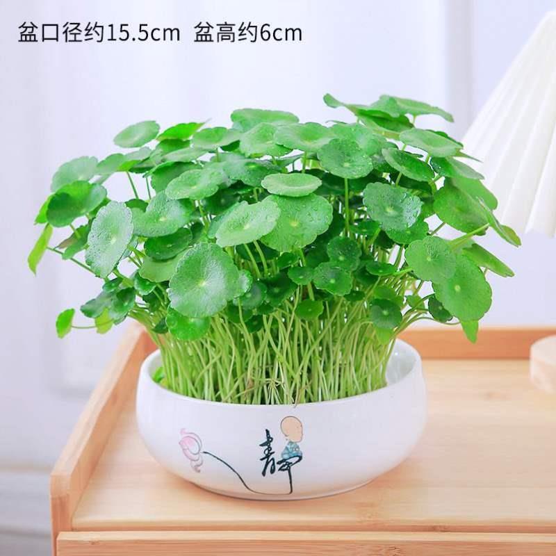 MPZ5239桌面钱通用养植盆植物金草客厅水草水培带叶养铜钱栽家居-图1