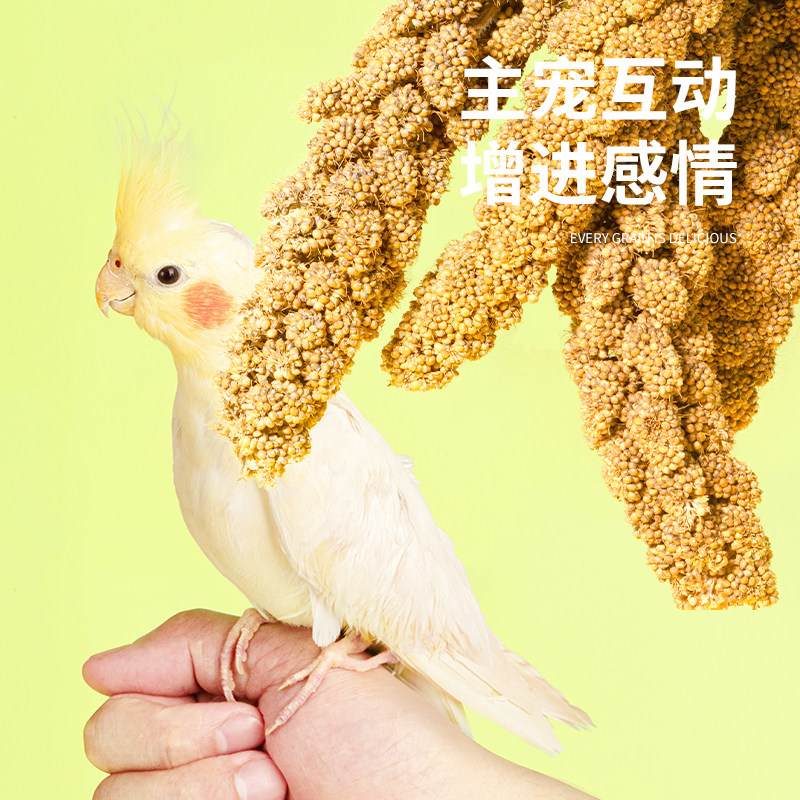 鹦鹉天然谷穗带壳黄谷子小米玄凤虎皮饲料鸟粮鸟食文鸟珍珠鸟零食,淘宝优惠券,粉丝福利购,淘宝优惠卷