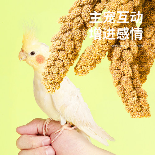 鹦鹉天然谷穗带壳黄谷子小米玄凤虎皮饲料鸟粮鸟食文鸟珍珠鸟零食 - 图3