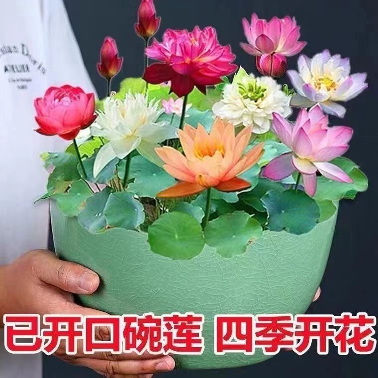 【45天开花】碗莲种子四季开花遇水培水养绿植睡莲荷花无土盆栽花-图1